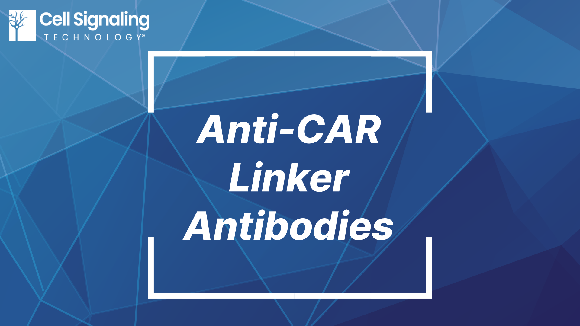 Anti-CAR Linker Antibody