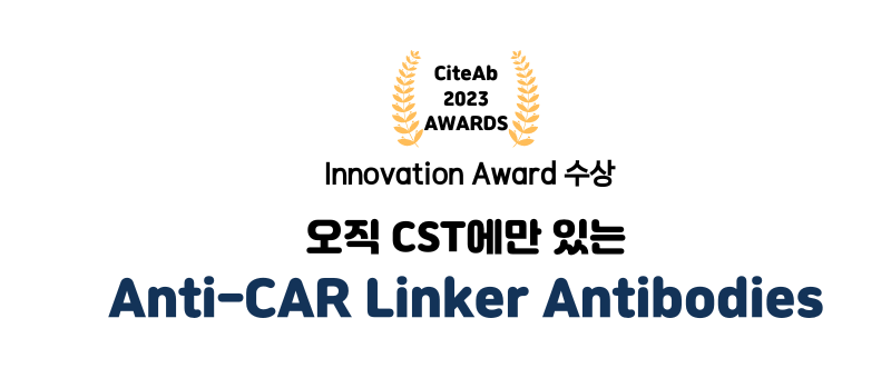 CST CAR linker antibody