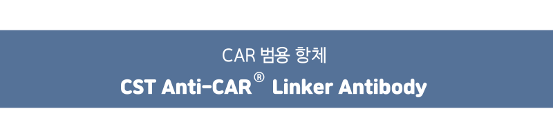 CAR 범용 항체 CST Anti-CAR Linker Antibody