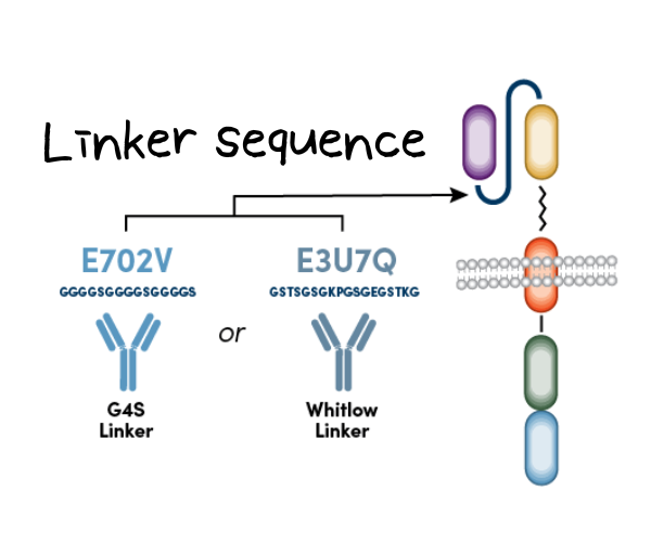 CAR Linker sequence