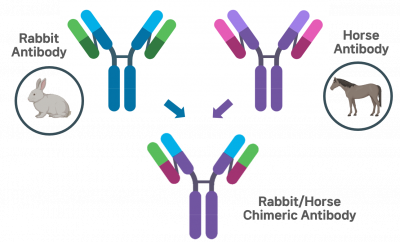 Chimeric Antibody 구조