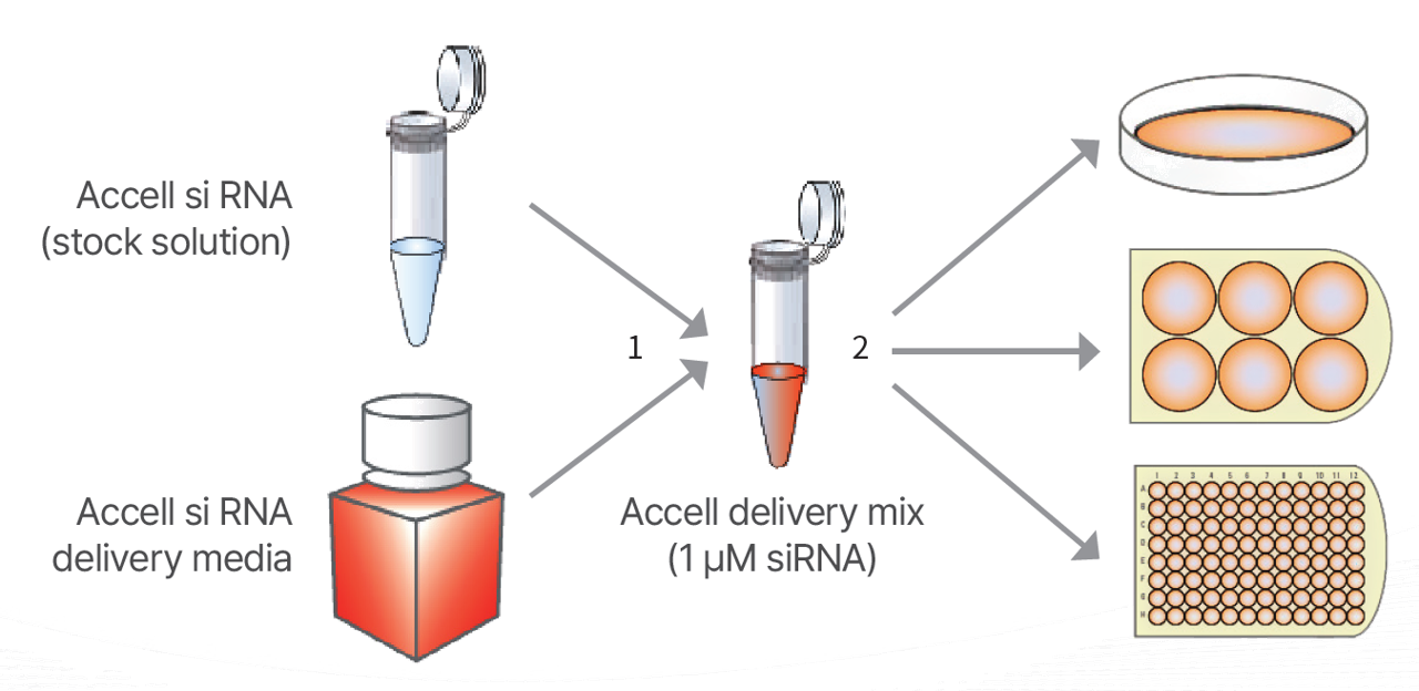 Accell siRNA workflow 이미지