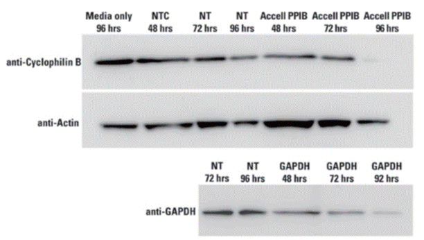 Accell siRNA brain slice data 이미지