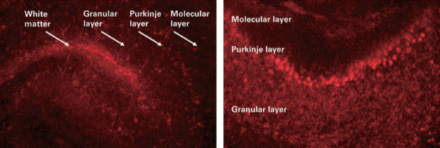 Accell siRNA organotypic brain slice 이미지