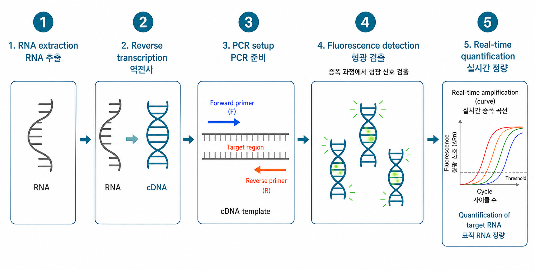 RT-qPCR workflow 이미지