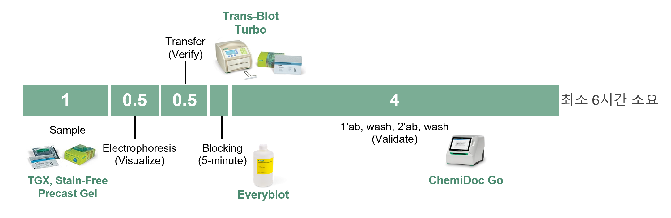 Stain-Free Western Blot Workflow