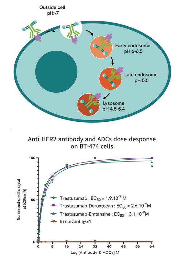 ADC Antibody-Drug Conjugate Internalization