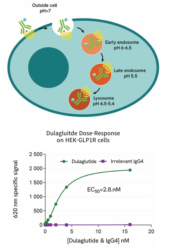 GPCR Internalization