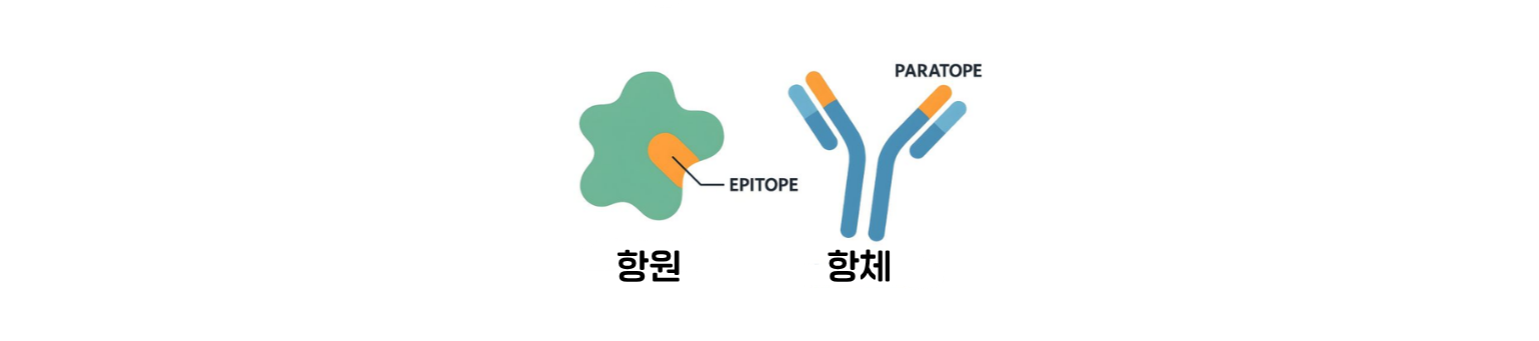 항원과 항체 결합 원리