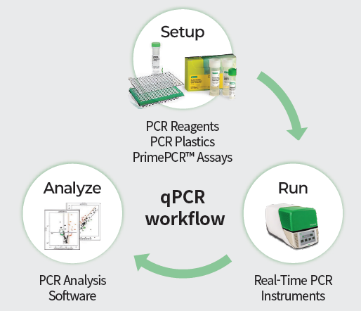 Bio-Rad qPCR Workflow Setup Run Analyze
