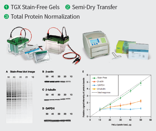 Bio-Rad Total Protein Normalization Western Blot Workflow