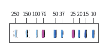 Bio-Rad Precision Plus Protein Standard 마커