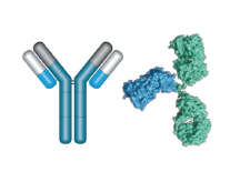 Bio-Rad Antibodies for therapeutics Anti-ID, HuCAL