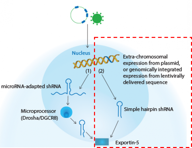 Short hairpin RNA (shRNA) - I 편 - 서린바이오사이언스