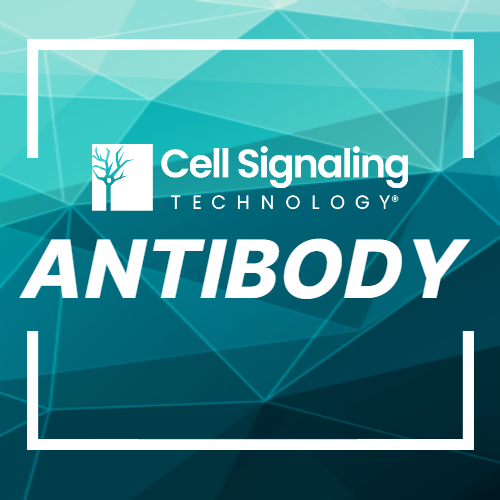 cell-signaling-technology-antibody