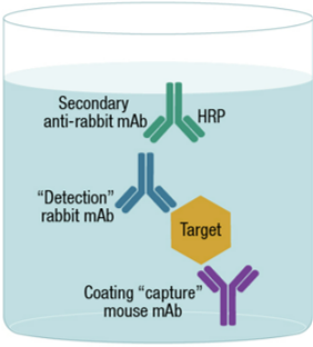 [Cell Signaling Technology] CST FastScan&PathScan ELISA Kit - 서린바이오사이언스