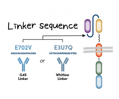 [Cell Signaling Technology] Anti-CAR Linker Antibodies - 서린바이오사이언스